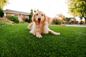 Artificial Turf For Pets Contractor, Fake Grass For Dogs Enterprise NV